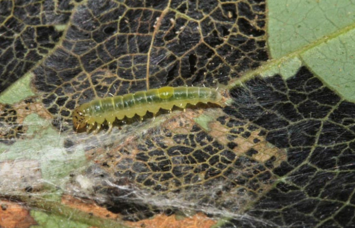 Figura 18. Larva <i>Brenthia</i></i> Janzen02 (Choreutidae), último estadío (U) vista lateral, localidad Sendero Juntas, Sector Rincón Rain Forest ACG (400m). Voucher: 12-SRNP-44618-DHJ707343.jpg.