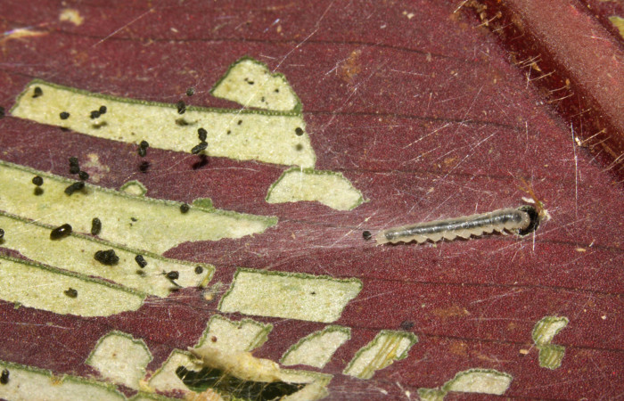 Figura 3. Larva <i>Brenthia</i></i> Janzen04 (Choreutidae), vista lateral, localidad Sendero Memos, Sector Pitilla ACG (740m). Voucher: 13-SRNP-31729-DHJ720215.jpg.