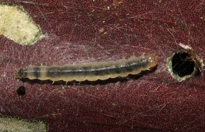 Figura 6. Larva <i>Brenthia</i></i> Janzen04 (Choreutidae), último estadío (U) vista dorsal, localidad Sendero Memos, Sector Pitilla ACG (740m). Voucher: 13-SRNP-31729-DHJ720218.jpg.