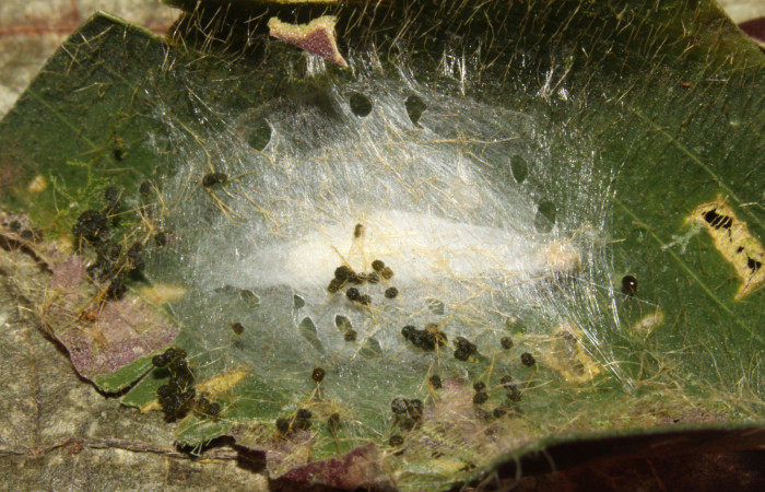 Figura 7. Capullo de <i>Brenthia</i></i> Janzen04 (Choreutidae), vista dorsal, localidad Sendero Memos, Sector Pitilla ACG (740m). Voucher: 13-SRNP-31730-DHJ720275.jpg.