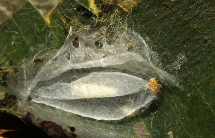 Figura 8. Capullo de <i>Brenthia</i></i> Janzen04 (Choreutidae), vista dorsal, localidad Sendero Memos, Sector Pitilla ACG (740m). Voucher: 13-SRNP-31730-DHJ720277.jpg.