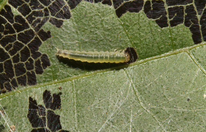 Figura 19. Larva <i>Brenthia</i></i> Janzen15 (Choreutidae), último estadío (U) vista dorsal, localidad Sendero Venado, Sector Rincón Rain Forest ACG (420m). Voucher: 13-SRNP-44539-DHJ708421.jpg.