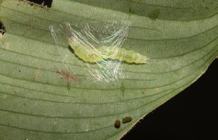 Figura 5. Larva <i>Brenthia</i></i> Janzen04 (Choreutidae), último estadío (U) vista dorsal, localidad San Lucas, Sector Rincón Rain Forest ACG (320m). Voucher: 14-SRNP-40214-DHJ708557.jpg.