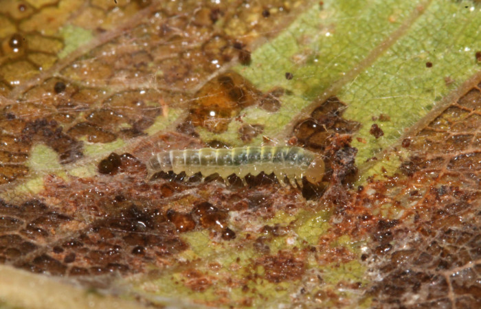 Figura 20. Larva <i>Brenthia</i></i> Janzen30 (Choreutidae), último estadío (U) vista lateral, localidad Sendero Venado, Sector Rincón Rain Forest ACG (420m). Voucher: 14-SRNP-40522-DHJ708613.jpg.