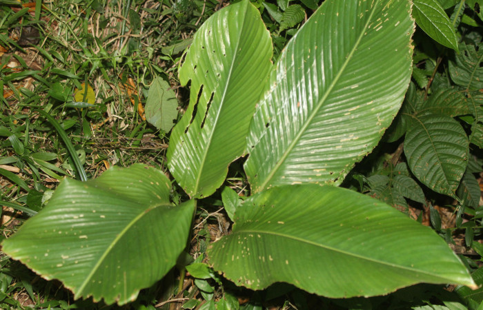 Figura 21. Planta hospedera de <i>Brenthia</i></i> Janzen04 (Choreutidae), esta planta se llama <i>Calathea marantifolia</i></i> (Marantaceae), localidad Calma Estación Biológica Quica, Sector Pitilla ACG (412m), foto: Ricardo Calero 06 Abril 2022.