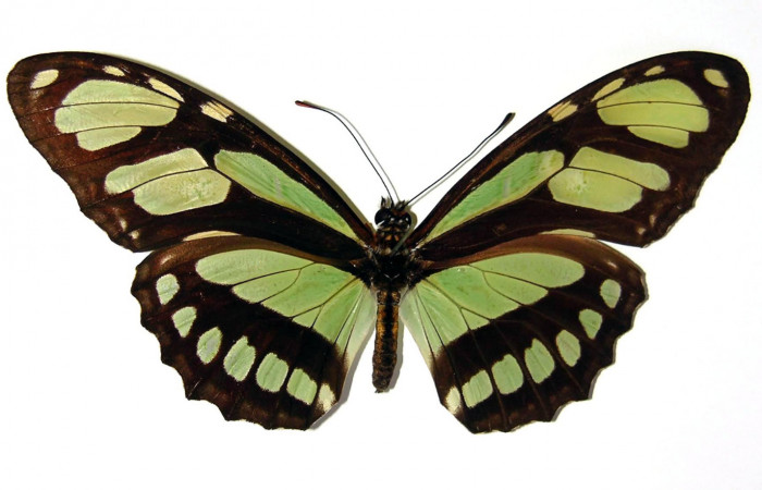 Figura 16. Adulto de <i>Philaethria dido</i></i> (Nymphalidae) macho vista dorsal, localidad Sendero Orosi Sector Orosi ACG (620m). Voucher: 02-SRNP-15008-DHJ96442.jpg.