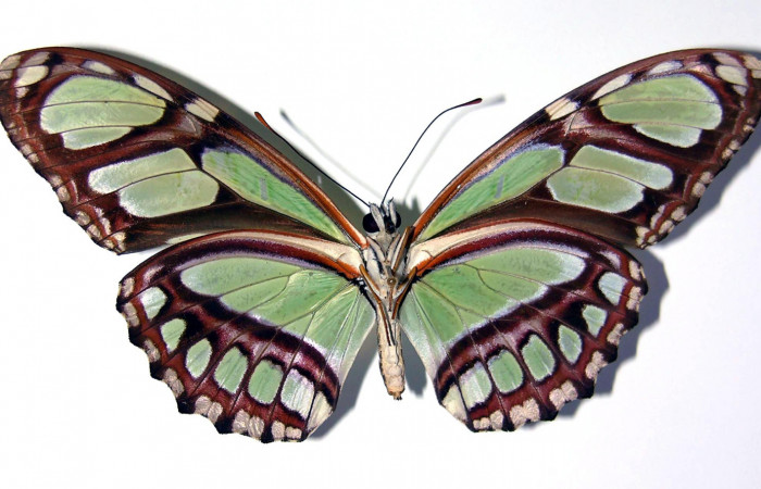 Figura 17. Adulto de <i>Philaethria dido</i></i> (Nymphalidae) macho vista ventral, localidad Sendero Orosi Sector Orosi ACG (620m). Voucher: 02-SRNP-15008-DHJ96443.jpg.