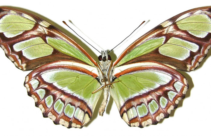 Figura 11. Adulto de <i>Philaethria diatonica</i></i> (Nymphalidae) hembra vista ventral, localidad Estación Pitilla Sector Pitilla ACG (675m). Voucher:05-SRNP-31534-DHJ309169.jpg.