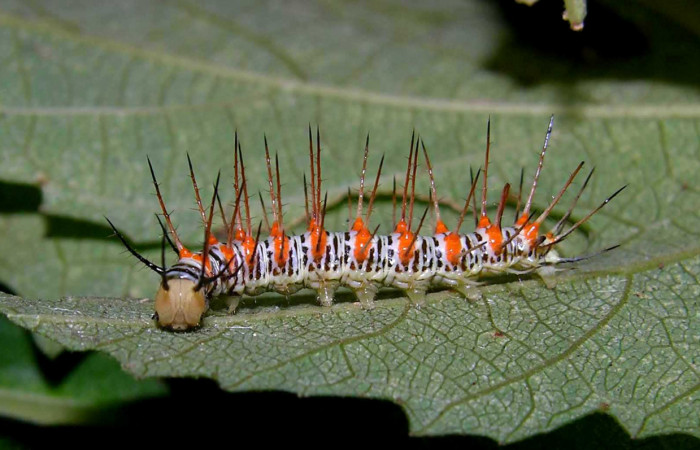 Figura 2. Larva <i>Philaethria diatonica</i></i> (Nymphalidae), en penúltimo estadío (PU), vista lateral, localidad Estación Pitilla Sector Pitilla ACG (675m). Voucher: 105-SRNP-31534-DHJ404167.jpg.