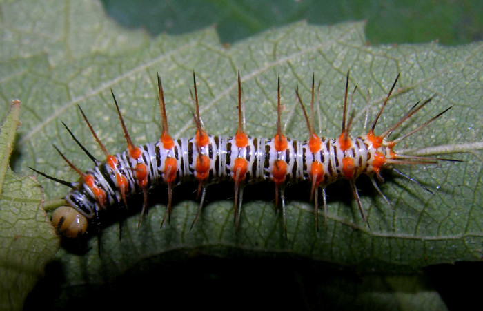 Figura 3. Larva <i>Philaethria diatonica</i></i> (Nymphalidae), en penúltimo estadío (PU), vista lateral, localidad Estación Pitilla Sector Pitilla ACG (675m). Voucher: 05-SRNP-31534-DHJ404168.jpg.