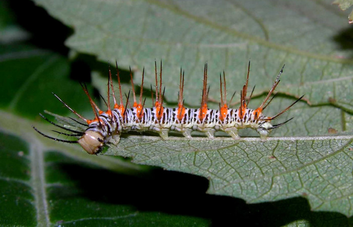 Figura 4. Larva <i>Philaethria diatonica</i></i> (Nymphalidae), en penúltimo estadío (PU), vista lateral, localidad Estación Pitilla Sector Pitilla ACG (675m). Voucher: 05-SRNP-31534-DHJ404169.jpg.