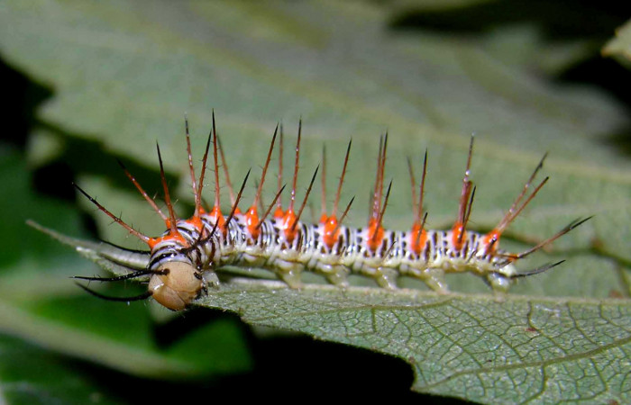 Figura 5. Larva <i>Philaethria diatonica</i></i> (Nymphalidae), en penúltimo estadío (PU), vista lateral, localidad Estación Pitilla Sector Pitilla ACG (675m)). Voucher: 05-SRNP-31534-DHJ404171.jpg.