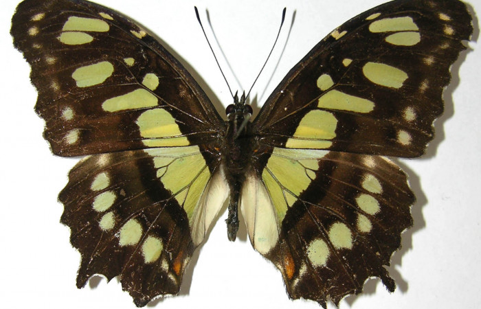 Figura 18. Adulto de <i>Siproeta</i></i> biplagiataDHJ01 (Nymphalidae) macho vista dorsal, localidad Estación La Perla Sector Mundo Nuevo ACG (325m). Voucher: 07-SRNP-60298-DHJ385548.jpg.