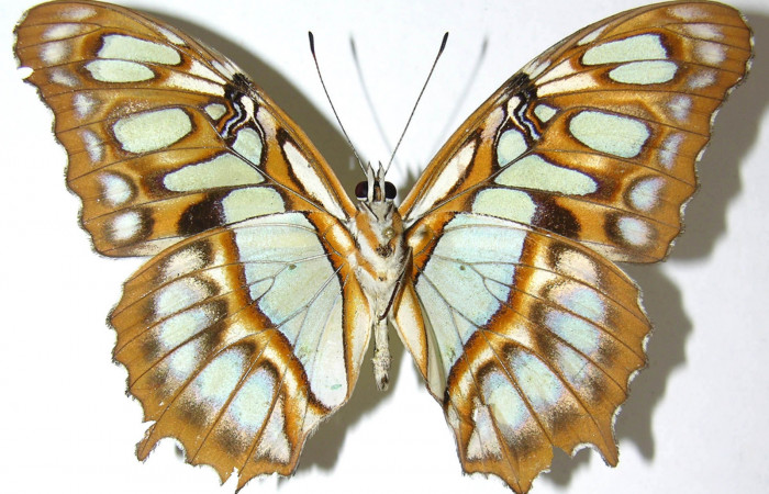 Figura 19. Adulto de <i>Siproeta</i></i> biplagiataDHJ01 (Nymphalidae) macho vista ventral, localidad Estación La Perla Sector Mundo Nuevo ACG (325m). Voucher: 07-SRNP-60298-DHJ385549.jpg.