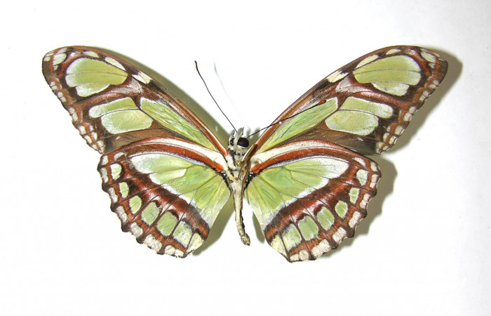 Figura 9. Adulto de <i>Philaethria diatonica</i></i> (Nymphalidae) macho vista ventral, localidad Quebrada Lajosa Sector Del Oro ACG (400m). Voucher: 08-SRNP-21549-DHJ394993.jpg.