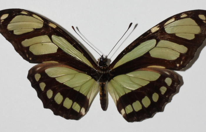 Figura 1. Adulto <i>Philaethria diatonica</i></i> (Nymphalidae), mostrando vista dorsal, localidad Puente Mena, Sector Del Oro ACG (280m) Voucher: 14-SRNP-21322-DHJ904954.jpg.