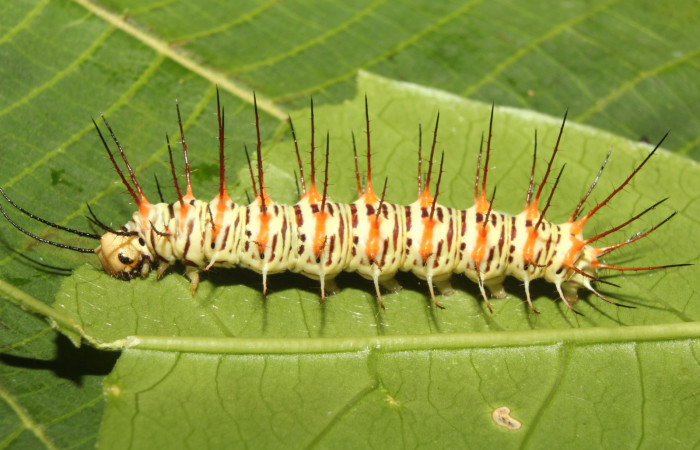 Figura 12. Larva<i> Philaethria dido</i></i>
 (Nymphalidae), en penúltimo estadío (PU), vista lateral, localidad Pasmompa Sector Pitilla ACG (440m). Voucher: 17-SRNP-71311-DHJ737872.jpg.