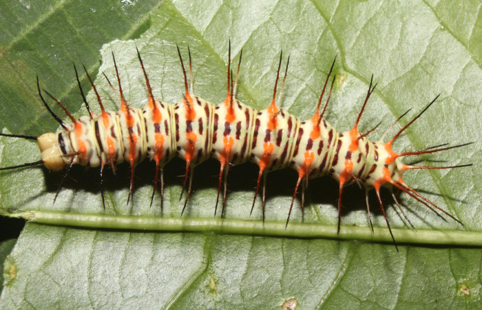 Figura 13. Larva <i>Philaethria dido</i></i>
 (Nymphalidae), en penúltimo estadío (PU), vista dorsal, localidad Pasmompa Sector Pitilla ACG (440m). Voucher: 17-SRNP-71311-DHJ737873.jpg.