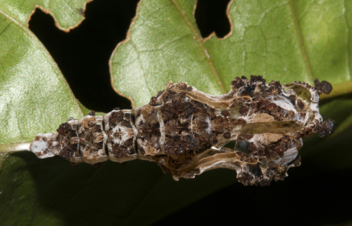 Figura 6. Pupa de <i>Philaethria diatonica</i></i> (Nymphalidae), vista dorsal, localidad Sendero Laguna Sector Pitilla ACG (680m). Voucher: 18-SRNP-31041-DHJ744884.jpg.