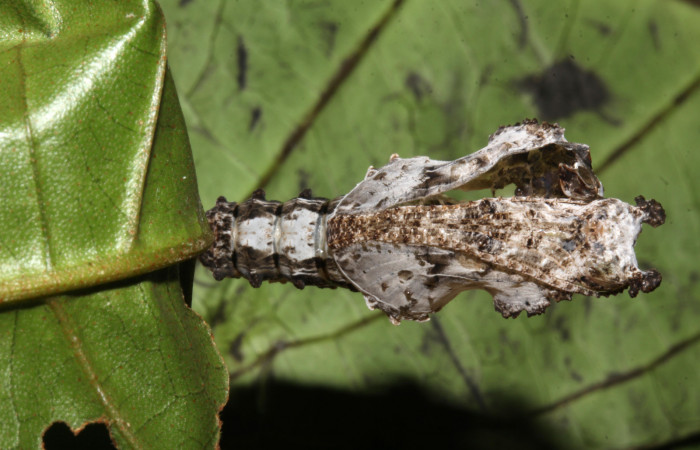 Figura 7. Pupa de <i>Philaethria diatonica</i></i> (Nymphalidae), vista ventral, localidad Sendero Laguna Sector Pitilla ACG (680m), Voucher: 18-SRNP-31041-DHJ744885.jpg.