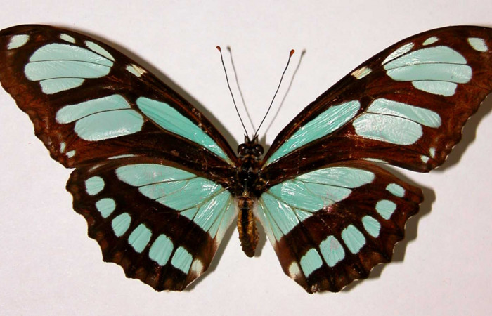 Figura 14. Adulto de <i>Philaethria dido</i></i> (Nymphalidae) macho vista dorsal, localidad Bosque San Emilio Sector Santa Rosa ACG (300m). Voucher: 87-SRNP-1367-DHJ34052.jpg.