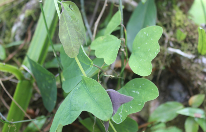 Figura 20. Planta hospedera de larva <i>Philaethria diatonica</i></i> (Nymphalidae), planta llamada <i>Passiflora biflora </i></i> (Passifloracea) localidad Estación Biólogica Quica Sector 
Pitilla ACG (470m). Foto tomada por; Ricardo Calero, 25 Marzo 2022.